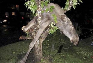 dronken-eland