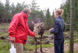 Eland steelt appels